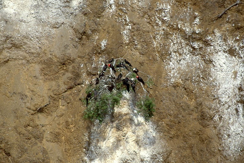 701_Fregatvogels op Isla de la Plata.jpg